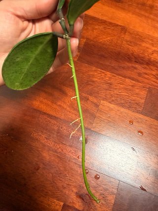 Talea di Hoya Excavata radicata