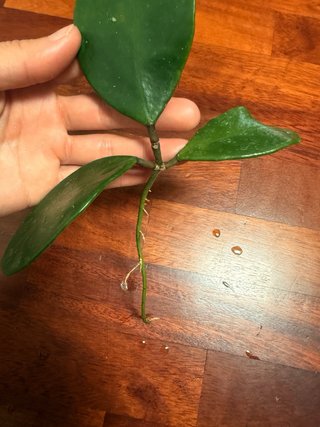 Talea di Hoya Excavata radicata