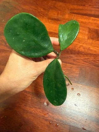Talea di Hoya Excavata radicata