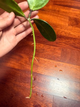 Talea di Hoya Excavata radicata