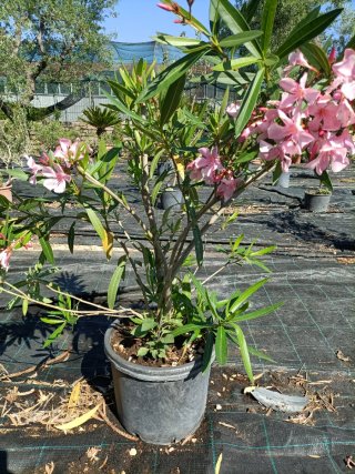 Pianta di Oleandro con Fiori Rosa