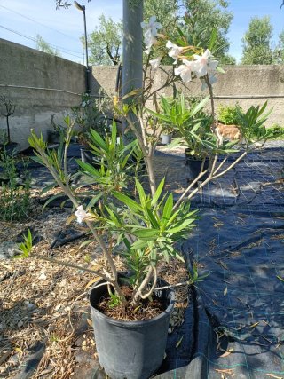 Pianta di Oleandro con Fiori Rosa