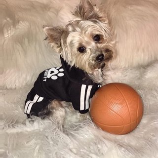 Sudadera con capucha perros cálida otoño