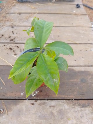 Pereskia aculeata Orapronobis