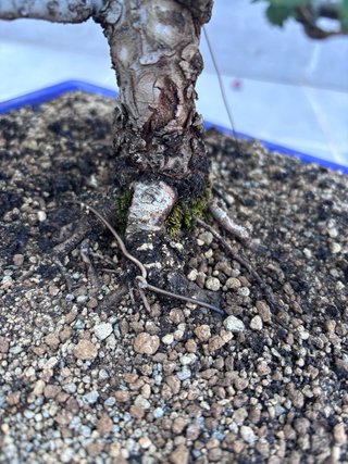 Bonsái Zelkova Nire