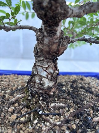 Bonsái Zelkova Nire
