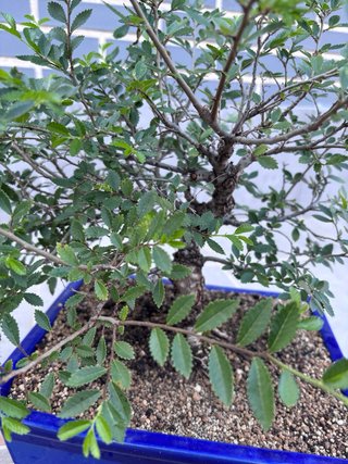 Bonsái Zelkova Nire