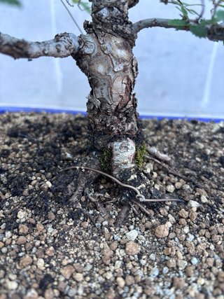 Bonsái Zelkova Nire
