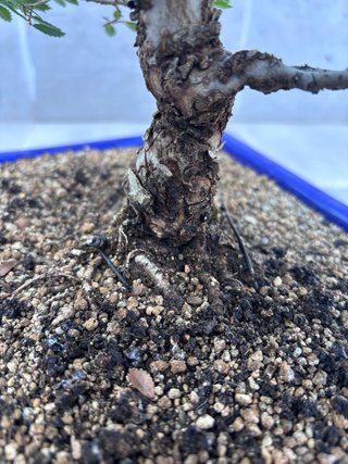 Bonsái Zelkova Nire