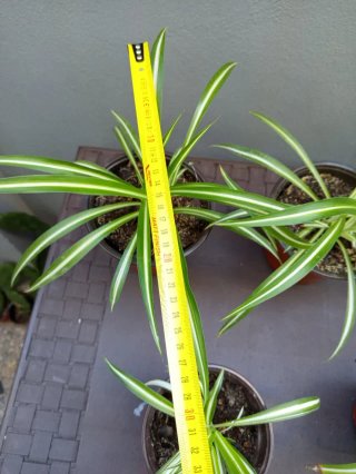 Plantas de araña (Chlorophytum comosum)