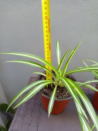 Plantas de araña (Chlorophytum comosum)