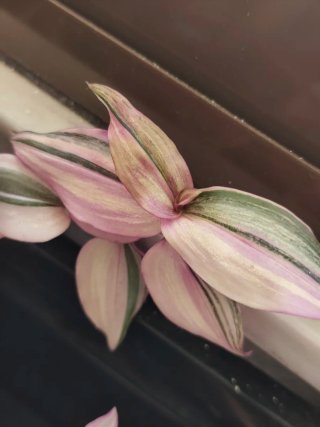 Esqueje Tradescantia zebrina Happilee