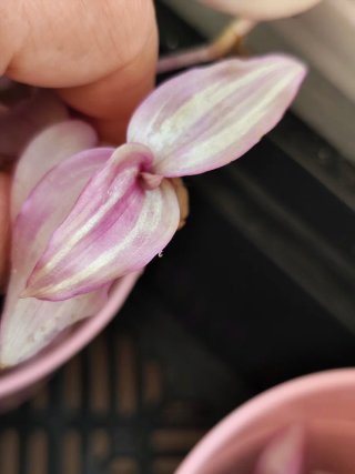 Esqueje Tradescantia zebrina Happilee