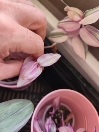 Esqueje Tradescantia zebrina Happilee