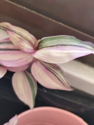 Esqueje Tradescantia zebrina Happilee
