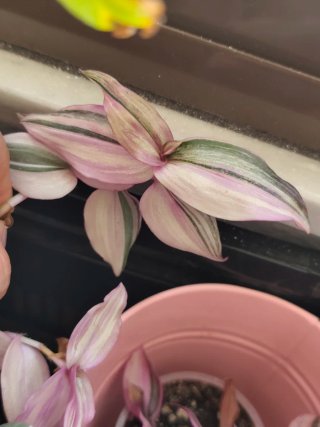 Esqueje Tradescantia zebrina Happilee