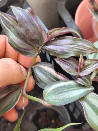 Esqueje Tradescantia zebrina Happilee
