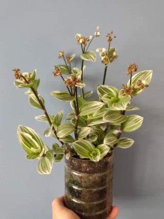 Esqueje Tradescantia nanouk Brightness