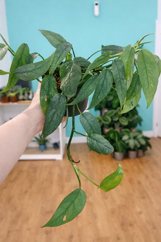 Epipremnum Cebu Blue Planta maceta 12 cm