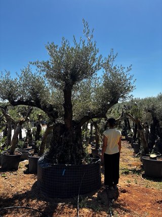 Olivos ornamentales