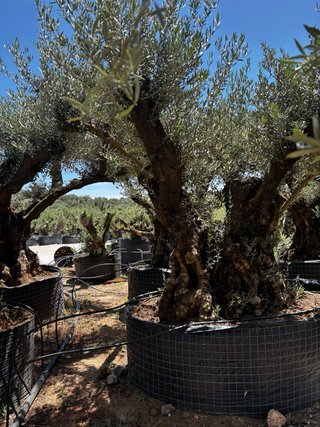 Olivos ornamentales