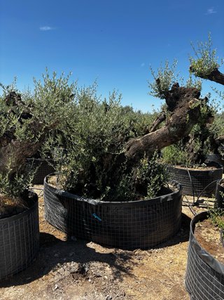 Olivos ornamentales
