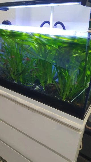 Vallisneria para acuario