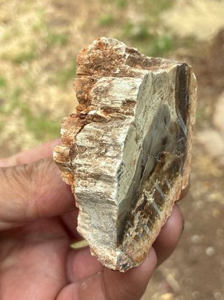 Madagascar Xilopalo Fósil Madera Natural