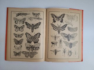 Clasificación de los animales, vegetales y mineral