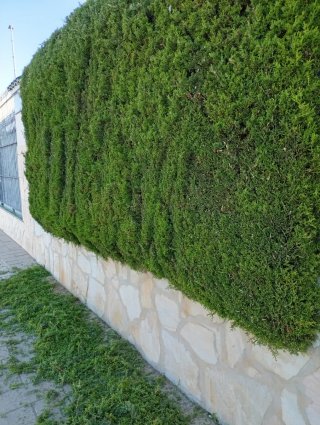 Se ofrece jardinero, para mantenimiento jardín