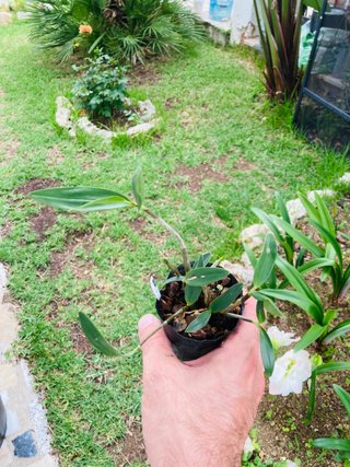 Dendrobium kingianum