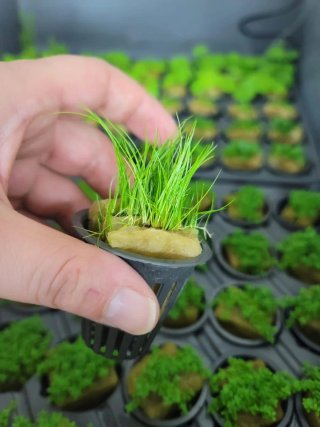 Eleocharis Acicularis para acuario
