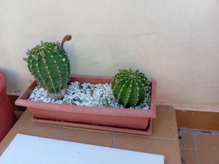 Cactus en maceta con flor
