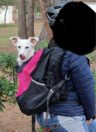 Mochila para mascotas con salida
