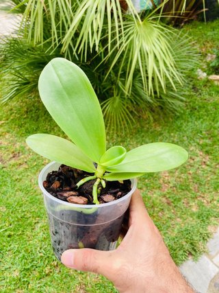 Phalaenopsis Liodoro