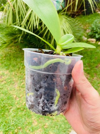 Phalaenopsis Liodoro