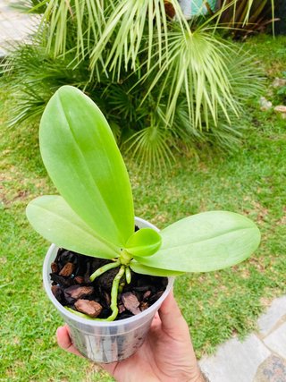 Phalaenopsis Liodoro