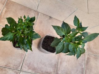 Plantas guindilla chile picante en tiesto plastico