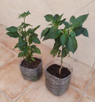 Plantas guindilla chile picante en tiesto plastico
