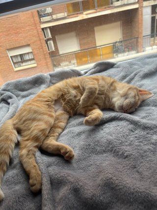 Cuidador de animales