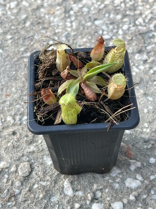 Nepenthes Viking x Raff x2
