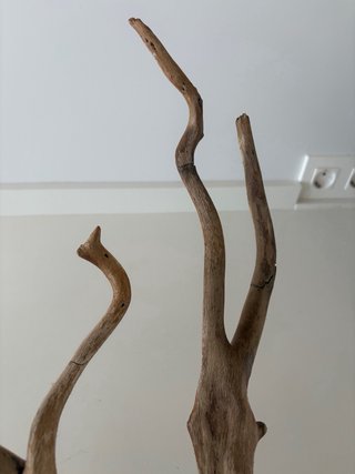 Bonsai Raíz de Haya