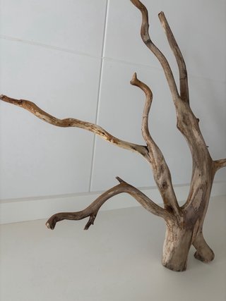 Bonsai Raíz de Haya