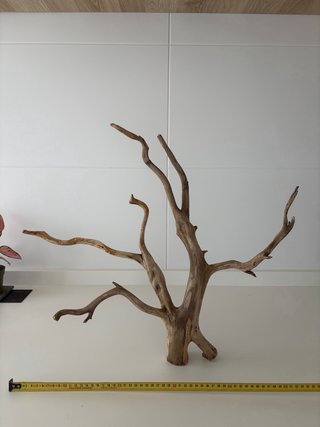 Bonsai Raíz de Haya