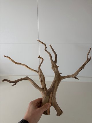 Bonsai Raíz de Haya