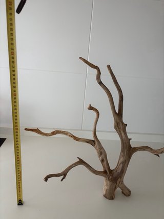 Bonsai Raíz de Haya