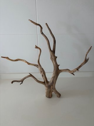 Bonsai Raíz de Haya