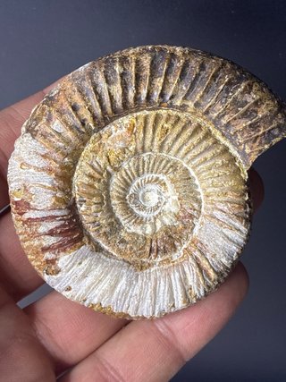 Fósil Amonite Madagascar