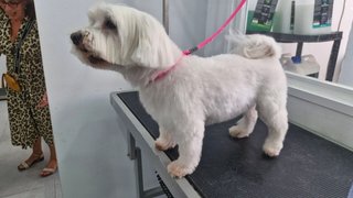 Peluqueria canina