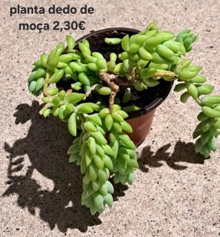 Flor Balão - 2,00€